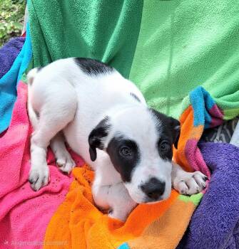 Baloo WV14579-T LOCAL Adoption Event in Woodinville 8/23 -  Labrador Retriever and Border Collie Dog for Adoption in Missouri City, Texas - Baloo WV14579-T LOCAL Adoption Event In Woodinville 8/23 | PetCurious