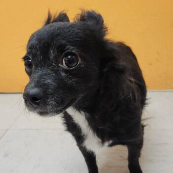 EMMY -  Chihuahua Dog Available for Adoption in Joshua Tree, California - EMMY | PetCurious