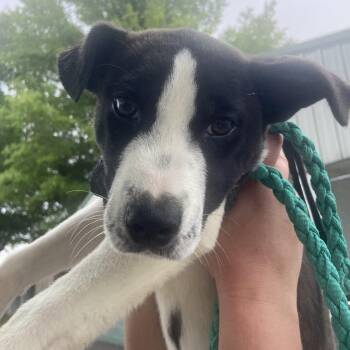 Labrador Retriever and Husky Dogs Available for Adoption in Andover, Massachusetts - Reggie Dolittle | PetCurious