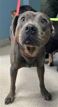 RYDER -  Mixed Breed Dog for Adoption in Newton, North Carolina - RYDER | PetCurious