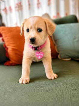 Yellow Labrador Retriever Dogs Available for Adoption in San Diego, California - Sweet Pea | PetCurious