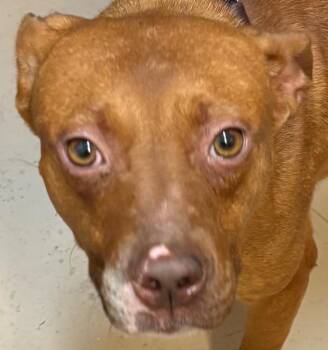 HADDIE -  Pit Bull Terrier Dog for Adoption in Elizabethton, Tennessee - HADDIE | PetCurious