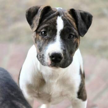 Aiden -  Pit Bull Terrier Dog for Adoption in Sheridan, Arkansas - Aiden | PetCurious