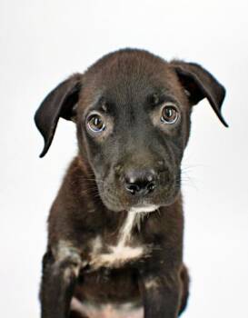 Jason -  Labrador Retriever and Mixed Breed Dog for Adoption in Morton Grove, Illinois - Jason | PetCurious