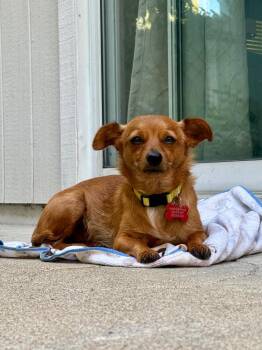 26Tiki -  Chihuahua Dog for Adoption in Shingle Springs, California - 26Tiki | PetCurious