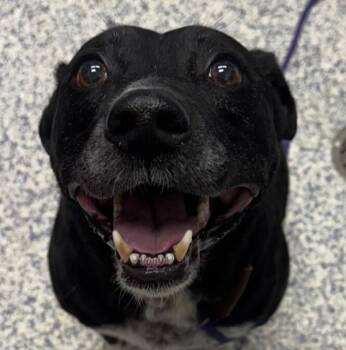 Border Collie Dogs Available for Adoption - Pepper | PetCurious