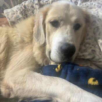 Cashmere -  Great Pyrenees and Mixed Breed Dog for Adoption in Cincinnati, Ohio - Cashmere | PetCurious