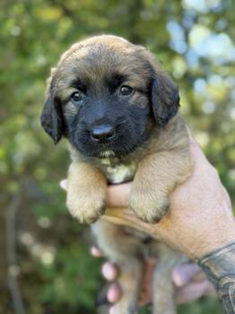 Marshall -  Chocolate Labrador Retriever Dog for Adoption in Iron Ridge, Wisconsin - Marshall | PetCurious