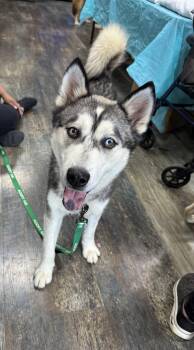 Rescue Husky Dogs for Adoption in Russiaville, Indiana - Bandit! Happy Huskaroo! | PetCurious