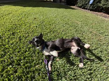 Coral -  Basset Hound and Dachshund Dog for Adoption in Virginia Beach, Virginia - Coral | PetCurious