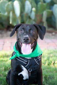 Carl -  Black Labrador Retriever Dog for Adoption in Franklin, Tennessee - Carl | PetCurious