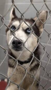 STAR -  Siberian Husky and Mixed Breed Dog for Adoption in Hamilton Township, New Jersey - STAR | PetCurious