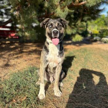 Chicken Biscuit -  Shepherd and Mixed Breed Dog for Adoption in Fargo, North Dakota - Chicken Biscuit | PetCurious