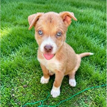 Manny -  Mixed Breed Dog for Adoption in Hemet, California - Manny | PetCurious