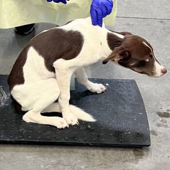 Rubble -  Mixed Breed Dog for Adoption in Las Cruces, New Mexico - Rubble | PetCurious