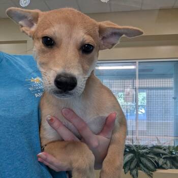 Breezy -  Mixed Breed Dog for Adoption - Breezy | PetCurious