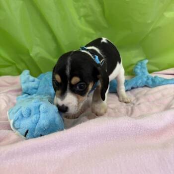 Pomelo -  Beagle and Mixed Breed Dog for Adoption in North Charleston, South Carolina - Pomelo | PetCurious