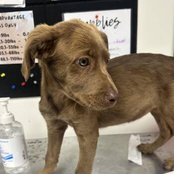 Hound and Labrador Retriever Dogs Available for Adoption in Parrish, Alabama - Sasha | PetCurious