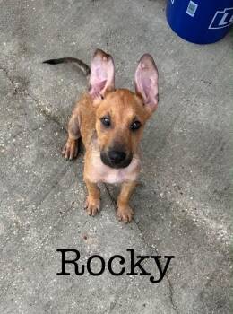 German Shepherd Dog Dogs Available for Adoption in Semmes, Alabama - Rocky | PetCurious