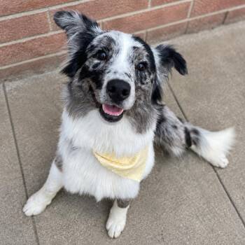 Doug -  Australian Shepherd Dog for Adoption in Sonoma, California - Doug | PetCurious