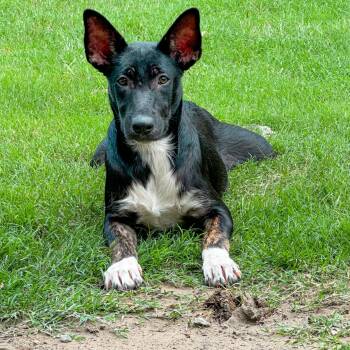 Moroney -  Pharaoh Hound Dog for Adoption in Pottsboro, Texas - Moroney | PetCurious