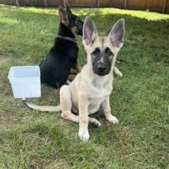 Jesse -  German Shepherd Dog and Akita Dog for Adoption in Van Horne, Iowa - Jesse | PetCurious
