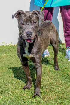 Rescue Mixed Breed Dogs for Adoption in Chamblee, Georgia - Normandy - IN FOSTER | PetCurious