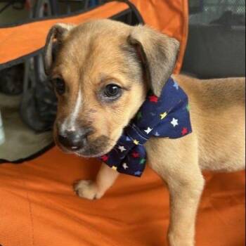 Cumulus -  Mixed Breed Dog Available for Adoption in Austin, Texas - Cumulus | PetCurious