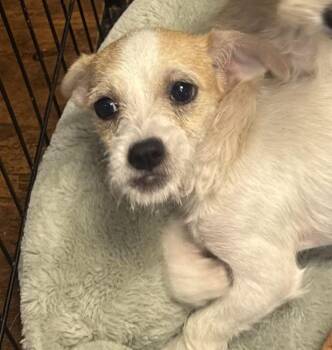 Zelda -  Cairn Terrier Dog for Adoption in Hilton Head Island, South Carolina - Zelda | PetCurious