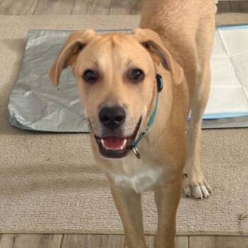 Murphy JHR -  Yellow Labrador Retriever and Hound Dog for Adoption in Austin, Texas - Murphy JHR | PetCurious