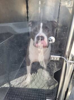 Rescue American Bully Dogs for Adoption in Lawrenceville, Georgia - Pen 106c | PetCurious