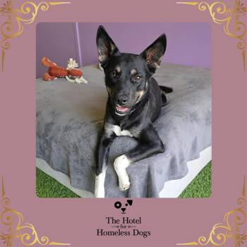 Shepherd and Terrier Dogs Available for Adoption - Frosty | PetCurious