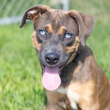 Lexi -  Black Mouth Cur and Mixed Breed Dog for Adoption - Lexi | PetCurious