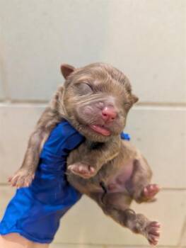 Mixed Breed Dogs Available for Adoption - TOMMY | PetCurious