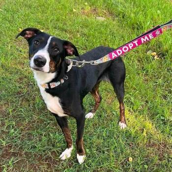 Stella -  Terrier and Smooth Collie Dog for Adoption in Pittsburgh, Pennsylvania - Stella | PetCurious