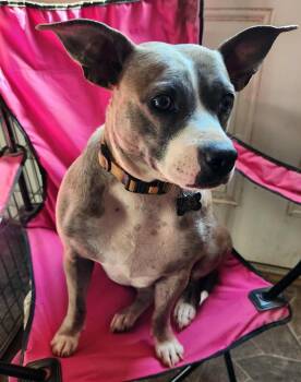 Bulldog and Australian Cattle Dog Blue Heeler Dogs Available for Adoption - Lilly | PetCurious