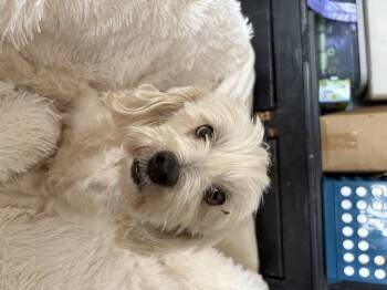 Rescue Shih Poo Dogs for Adoption in Shorewood, Illinois - Blaze | PetCurious