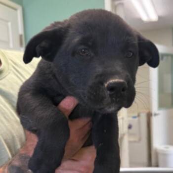 Shepherd Dogs Available for Adoption in Los Angeles, California - Ross | PetCurious