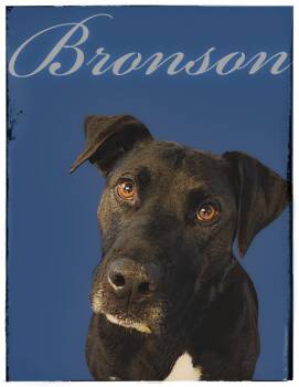 Rescue Black Labrador Retriever Dogs for Adoption in Gold Beach, Oregon - Bronson | PetCurious