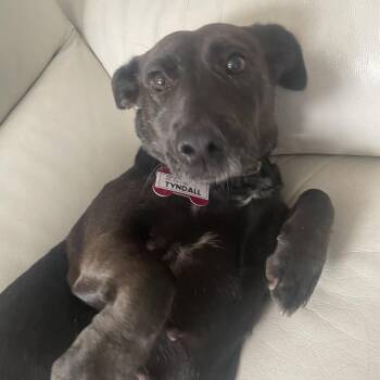 Dachshund and Mixed Breed Dogs Available for Adoption in Wake Forest, North Carolina - Tyndall | PetCurious
