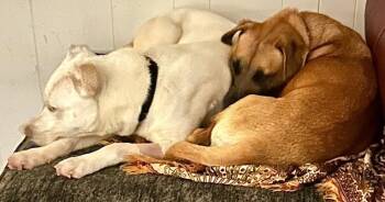 American Staffordshire Terrier Dogs Available for Adoption - DOC MARTY | PetCurious