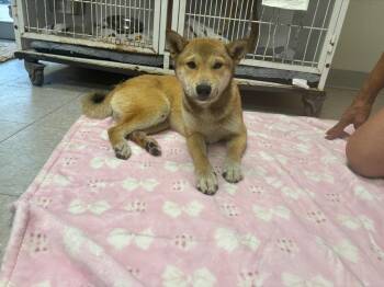 Shiba Inu Dogs Available for Adoption in Sorrento, Louisiana - Loro | PetCurious