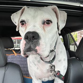 Ghost - Need Foster -  Boxer Dog for Adoption in Middlesex, New Jersey - Ghost - Need Foster | PetCurious