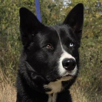 Oso (Bear) -  Mixed Breed Dog for Adoption in Bend, Oregon - Oso (Bear) | PetCurious