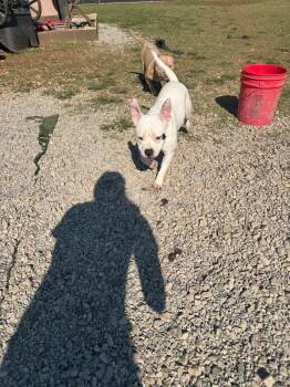 Sweet Pea -  Mixed Breed Dog for Adoption in Huntsville, Alabama - Sweet Pea | PetCurious