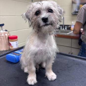 07/22/2026-Stray-PeachtreeDrive/BuenaVistaRoad -  Mixed Breed Dog for Adoption in Columbus, Georgia - 07/22/2026-Stray-PeachtreeDrive/BuenaVistaRoad | PetCurious