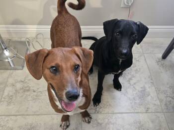 Rescue Mixed Breed and Labrador Retriever Dogs for Adoption in Palm Desert, California - Cash | PetCurious