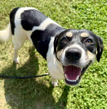 Cookie -  Border Collie Dog for Adoption in Lancaster, South Carolina - Cookie | PetCurious