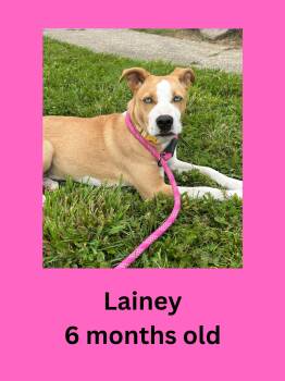 Lainey -  Mixed Breed Dog for Adoption in Ravenna, Ohio - Lainey | PetCurious
