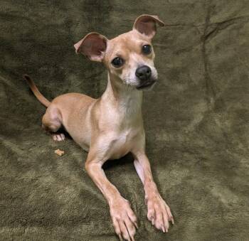 Madonna -  Chihuahua Dog for Adoption in Logan, Utah - Madonna | PetCurious
